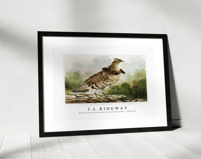 J.L. Ridgway Ruffed Grouse Partridge Bonasa Umbellus Linn. 1859-1947 J.L. Ridgway Wall Art Decor image 3