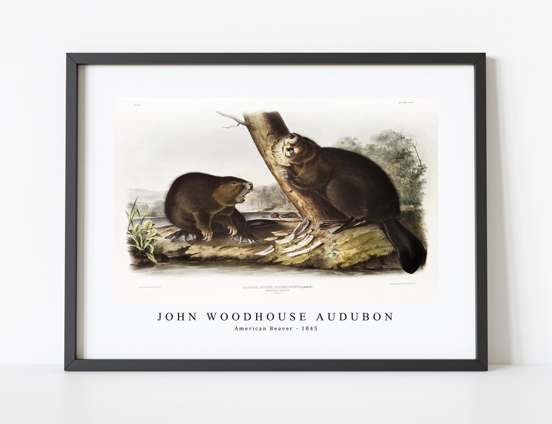 John Woodhouse Audubon、「WOOD RAT」 1968 John James & John Woodhouse Audubon NORWAY RAT Book