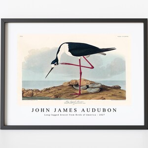 John James Audubon - Long-legged Avocet from Birds of America (1827) | John James Audubon Wall Art Decor