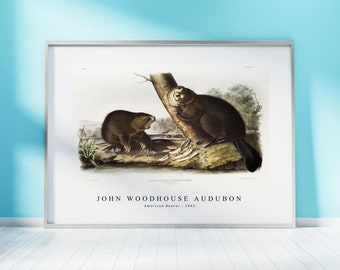 John Woodhouse Audubon - American Beaver (castor Fiber