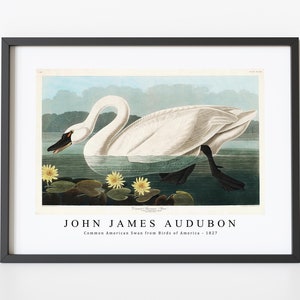 John James Audubon - Common American Swan from Birds of America (1827) | John James Audubon Wall Art Decor