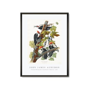 John James Audubon - Pileated Woodpecker from Birds of America (1827)  | John James Audubon Wall Art Decor