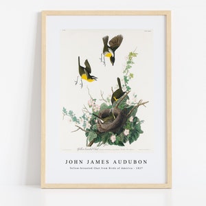 John James Audubon Print Download Digital File - Yellow-breasted Chat from Birds  (1827) Wall Art, Frame TV Art Prints, Wall Decor, Download