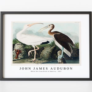 John James Audubon - White Ibis from Birds of America (1827) | John James Audubon Wall Art Decor