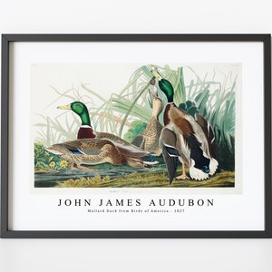 John James Audubon - Mallard Duck from Birds of America (1827) | John James Audubon Wall Art Decor