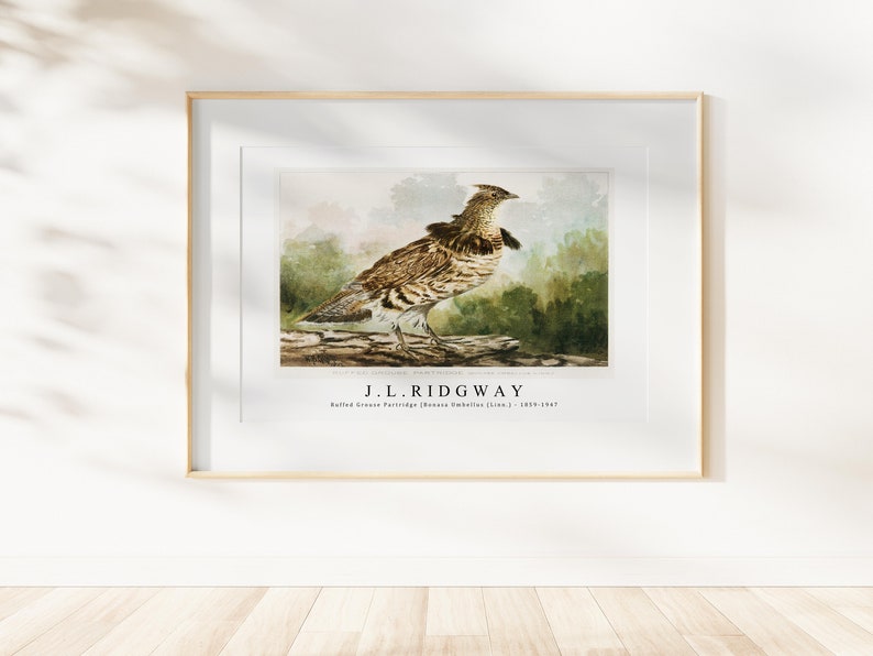 J.L. Ridgway Ruffed Grouse Partridge Bonasa Umbellus Linn. 1859-1947 J.L. Ridgway Wall Art Decor image 4