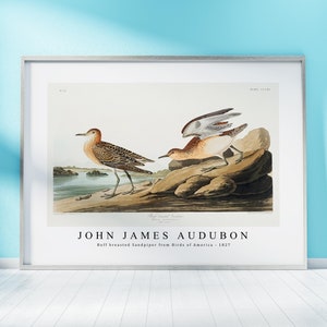 John James Audubon Print Download Digital File - Buff breasted Sandpiper from  (1827) Wall Art, Frame TV Art Prints, Wall Decor, Download