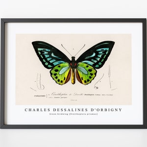 Charles Dessalines D&#39; Orbigny - Green birdwing (Ornithoptera priamus) | Charles Dessalines D&#39; Orbigny  Wall Art Decor