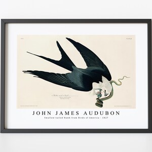 John James Audubon - Swallow-tailed Hawk from Birds of America (1827) | John James Audubon Wall Art Decor