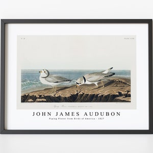 John James Audubon - Piping Plover from Birds of America (1827) | John James Audubon Wall Art Decor