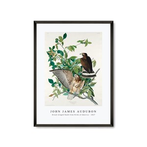 John James Audubon - Broad-winged Hawk from Birds of America (1827) | John James Audubon Wall Art Decor