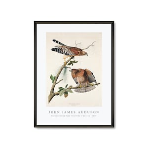 John James Audubon - Red-shouldered Hawk from Birds of America (1827) | John James Audubon Wall Art Decor