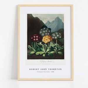 Robert John Thornton Print Download Digital File - A Group of Auriculas (1808) Wall  Art, Frame TV Art Prints, Wall Decor, Download
