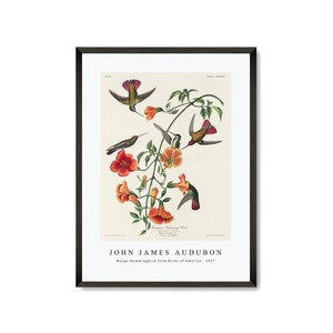 John James Audubon - Mango Hummingbird from Birds of America (1827) | John James Audubon Wall Art Decor