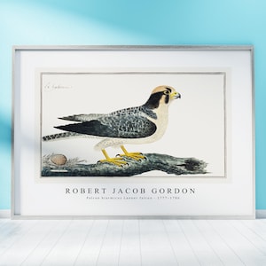 Może przedstawiać: Winietkowa ilustracja przedstawiająca sokoła lanera, drapieżnego ptaka, siedzącego na gałęzi. Ilustracja utrzymana jest w stonowanej kolorystyce z odcieniami szarości, brązu i żółci. Pod obrazem widnieje tekst "ROBERT JACOB GORDON" oraz "Falcon biarmicus Lanner falcon - 1777-1786".