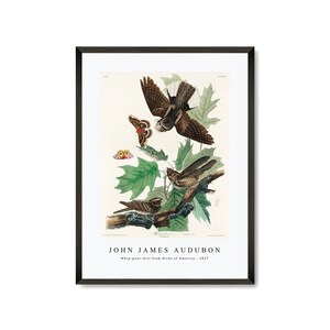 John James Audubon - Whip-poor-will from Birds of America (1827) | John James Audubon Wall Art Decor