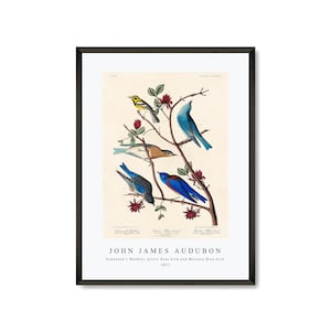John James Audubon - Townsend&#39;s Warbler, Arctic Blue-bird and Western Blue-bird (1827) | John James Audubon Wall Art Decor