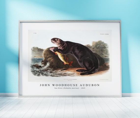 John Woodhouse Audubon - Sea Otter (enhydra Marina) (1845) | John