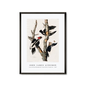 John James Audubon - Ivory-billed Woodpecker from Birds of America (1827) | John James Audubon Wall Art Decor
