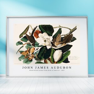 John James Audubon Print Download Digital File - Black-billed Cuckoo from Birds   1827 Wall Art, Frame TV Art Prints, Wall Decor, Download