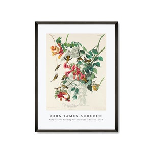 John James Audubon - Ruby-throated Humming Bird from Birds of America (1827) | John James Audubon Wall Art Decor