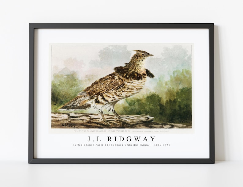 J.L. Ridgway Ruffed Grouse Partridge Bonasa Umbellus Linn. 1859-1947 J.L. Ridgway Wall Art Decor image 1