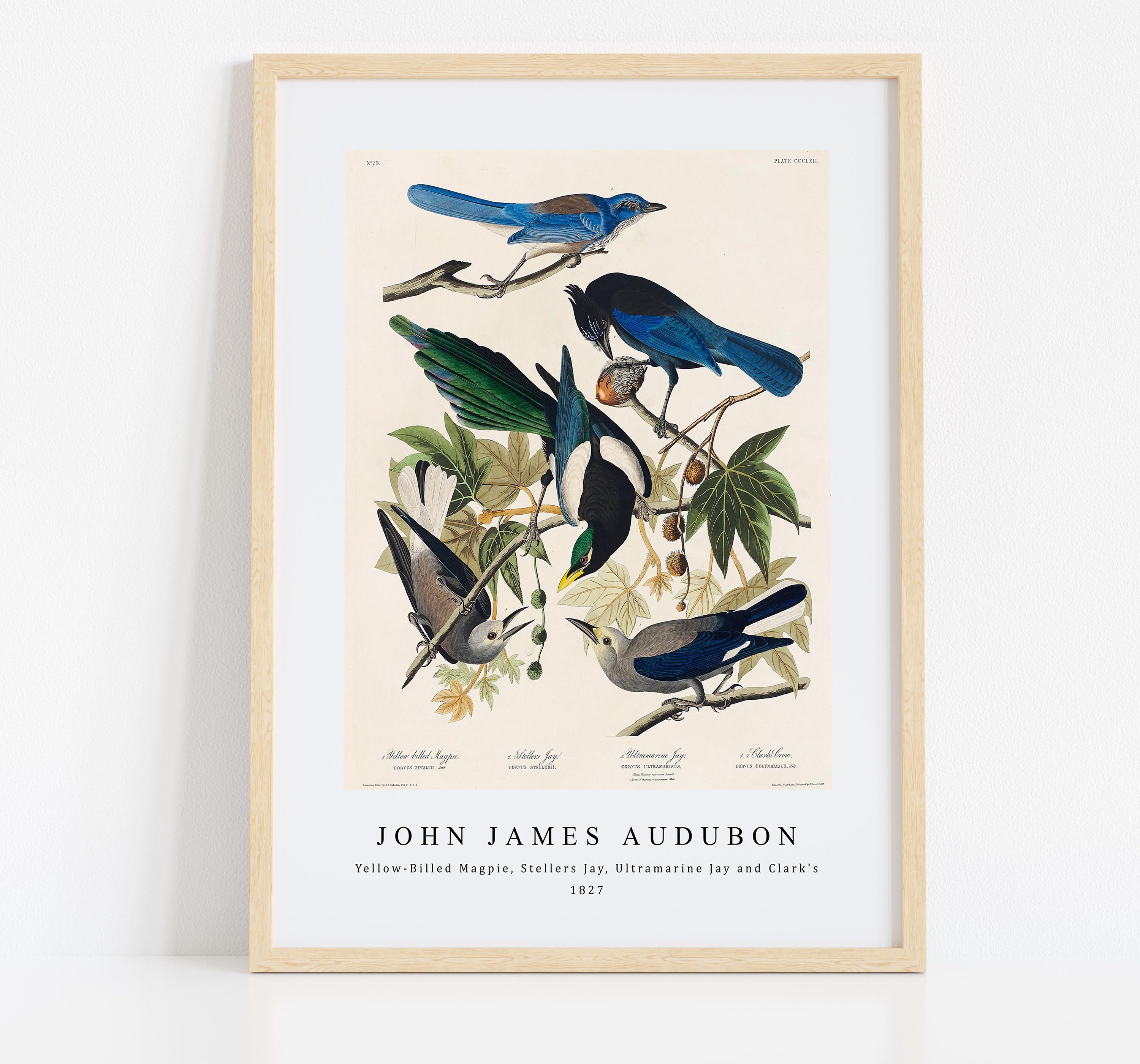 John James Audubon - Yellow-billed Magpie, Stellers Jay