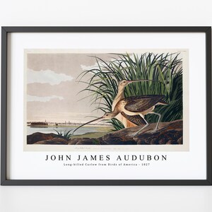 John James Audubon - Long-billed Curlew from Birds of America (1827) | John James Audubon Wall Art Decor