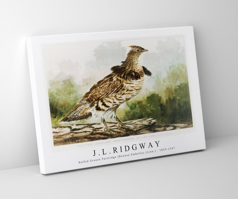 J.L. Ridgway Ruffed Grouse Partridge Bonasa Umbellus Linn. 1859-1947 J.L. Ridgway Wall Art Decor image 2