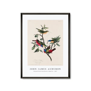 John James Audubon - Painted Finch from Birds of America (1827)  | John James Audubon Wall Art Decor
