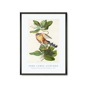 John James Audubon - Mangrove Cuckoo from Birds of America (1827) | John James Audubon Wall Art Decor