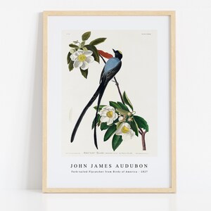 John James Audubon Print Download Digital File - Fork-tailed Flycatcher from Birds 1827 Wall Art, Frame TV Art Prints, Wall Decor, Download