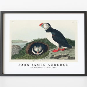 John James Audubon - Puffin from Birds of America (1827) | John James Audubon Wall Art Decor