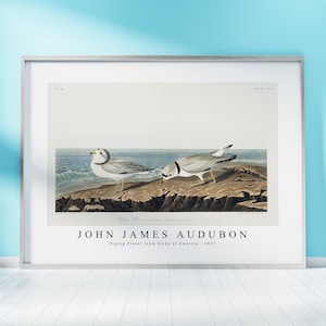 John James Audubon Print Download Digital File - Piping Plover from Birds of  (1827) Wall Art, Frame TV Art Prints, Wall Decor, Download