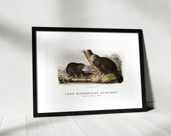 John Woodhouse Audubon - American Beaver (castor Fiber