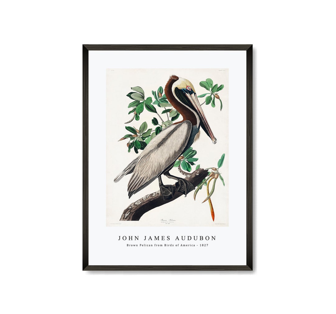 John James Audubon - Brown Pelican From Birds of America (1827) | John ...