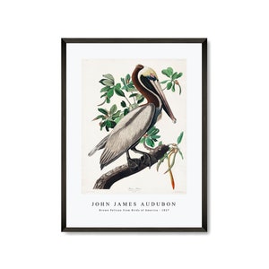 John James Audubon - Brown Pelican from Birds of America (1827) | John James Audubon Wall Art Decor