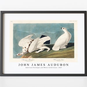 John James Audubon - American Ptarmigan and White-tailed Grous from Birds of America (1827) | John James Audubon Wall Art Decor