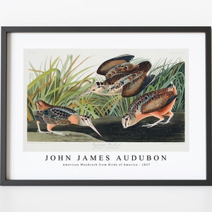 John James Audubon - American Woodcock from Birds of America (1827) | John James Audubon Wall Art Decor