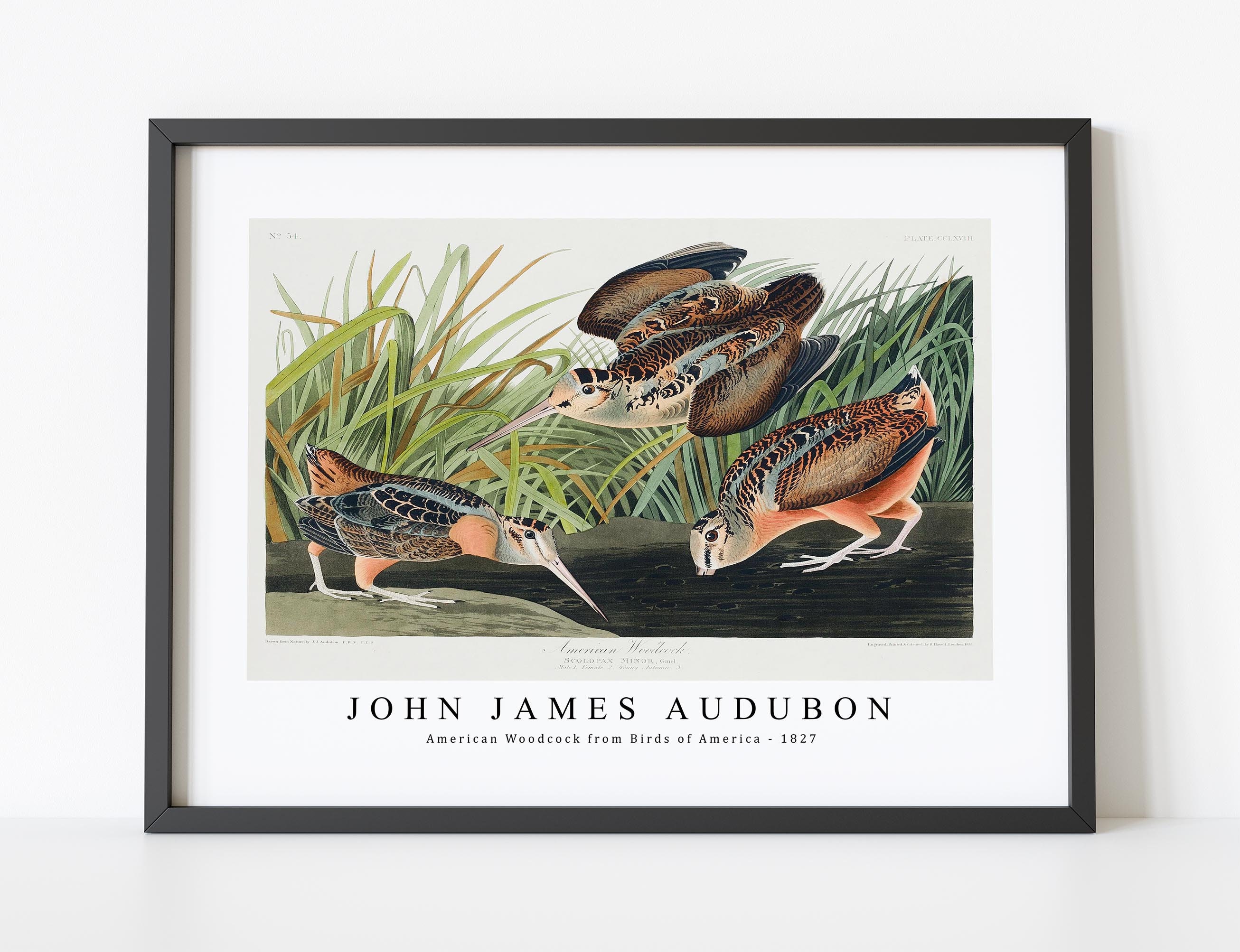 John James Audubon - American Woodcock from Birds of America (1827) | John James Audubon Wall Art Decor