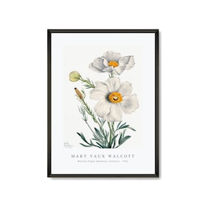 Mary Vaux Walcott - Matilija Poppy (Romneya coulteri) (1931) | Mary Vaux Walcott Wall Art Decor