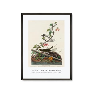 John James Audubon - Golden-crowned Thrush from Birds of America (1827) | John James Audubon Wall Art Decor