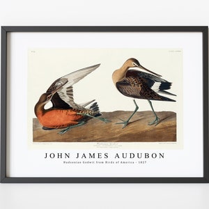 John James Audubon - Hudsonian Godwit from Birds of America (1827) | John James Audubon Wall Art Decor