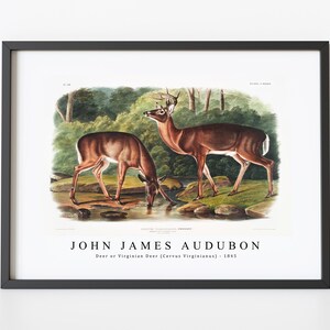 John James Audubon - Deer or Virginian Deer (Cervus Virginianus)(1845) | John James Audubon Wall Art Decor