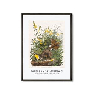 John James Audubon - Meadow Lark from Birds of America (1827) | John James Audubon Wall Art Decor
