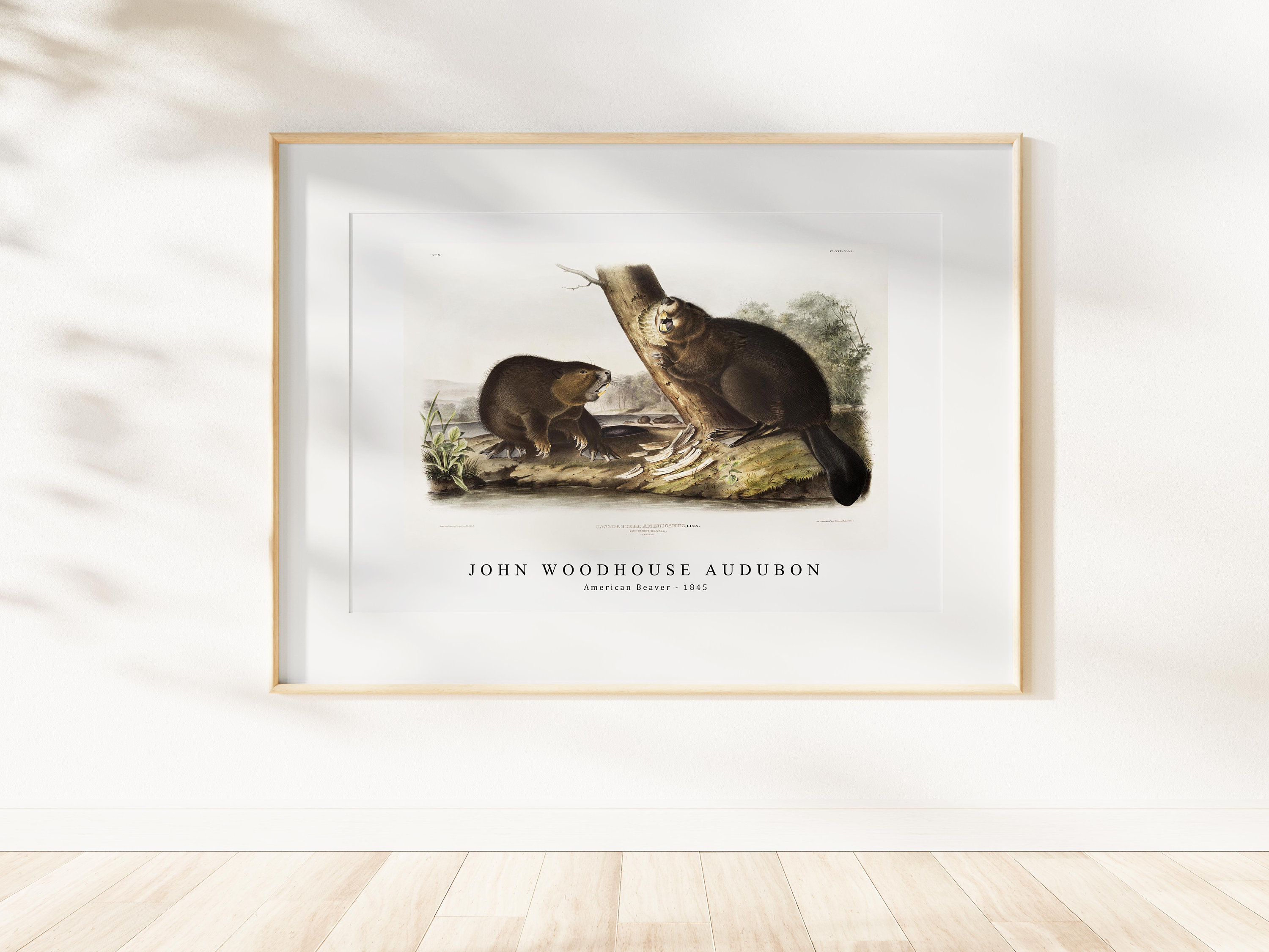 John Woodhouse Audubon、「WOOD RAT」 1968 John James & John Woodhouse Audubon NORWAY RAT Book
