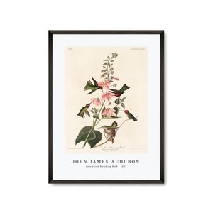 John James Audubon - Columbian Humming Bird from Birds of America (1827) | John James Audubon Wall Art Decor