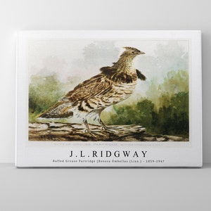 J.L. Ridgway Ruffed Grouse Partridge Bonasa Umbellus Linn. 1859-1947 J.L. Ridgway Wall Art Decor image 5