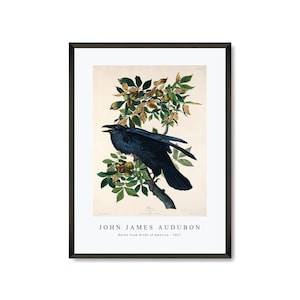 John James Audubon - Raven from Birds of America (1827) | John James Audubon Wall Art Decor