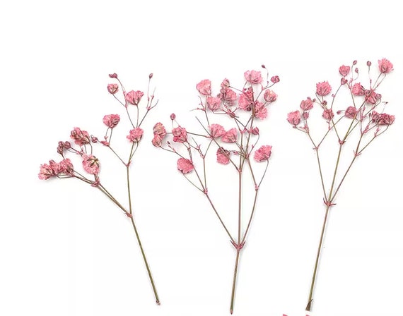 Roseyan Flores Secas,Flores Secas para Manualidades,Set de Flores